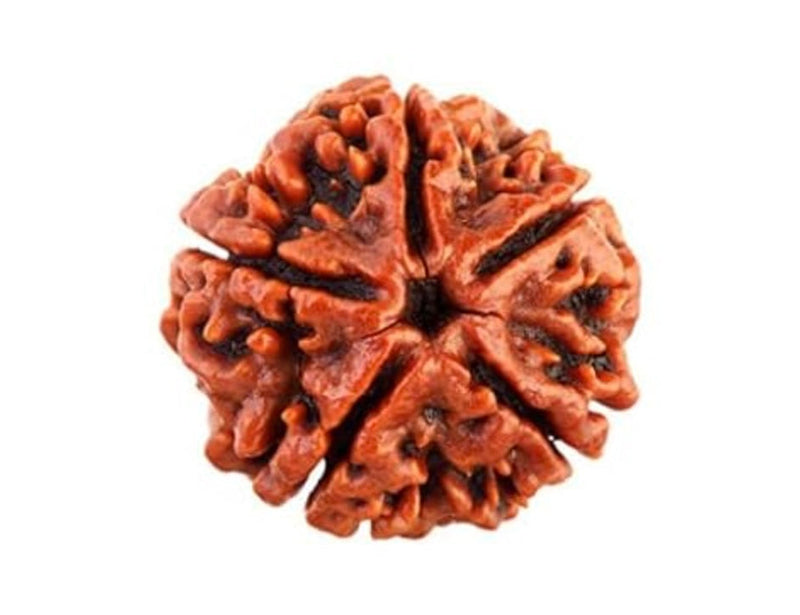 Rudraksha
