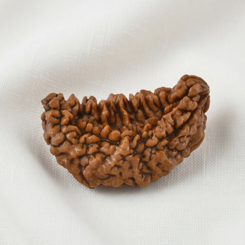 Mahakal Siddh Nepal Origin 1 Mukhi Rudraksha