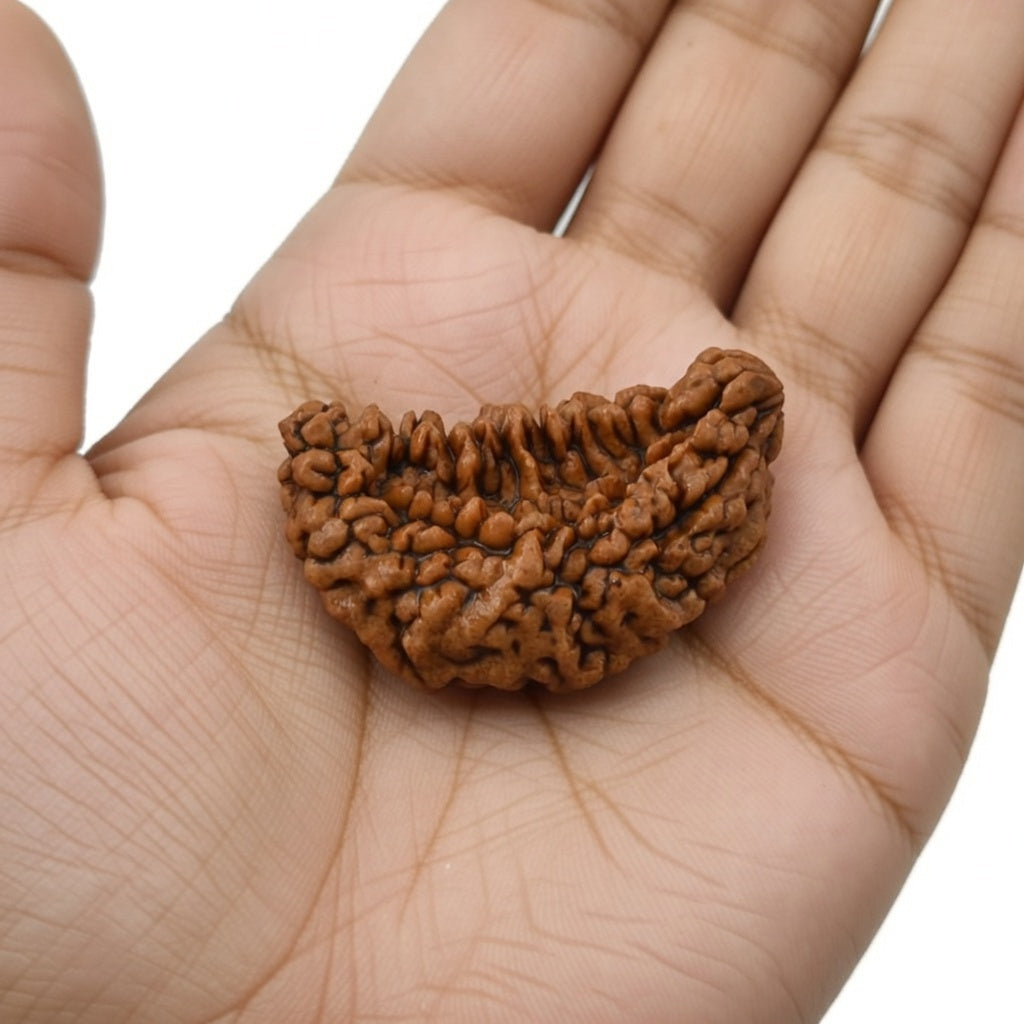 Mahakal Siddh Nepal Origin 1 Mukhi Rudraksha