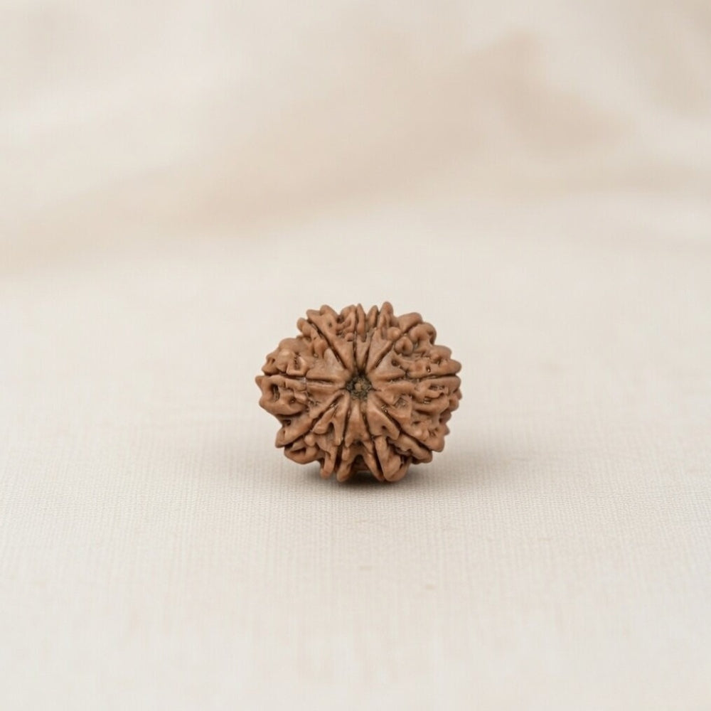 Mahakal Siddh Nepal Origin 10 Mukhi Rudraksha