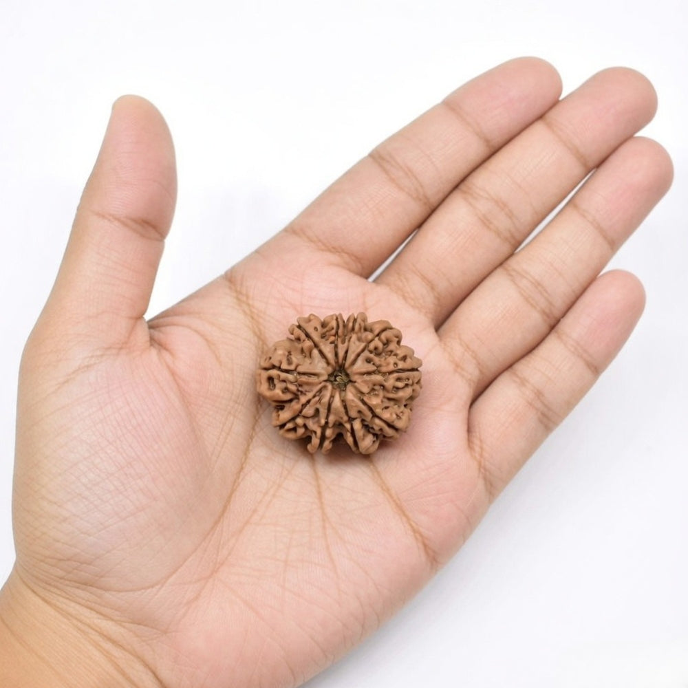 Mahakal Siddh Nepal Origin 10 Mukhi Rudraksha