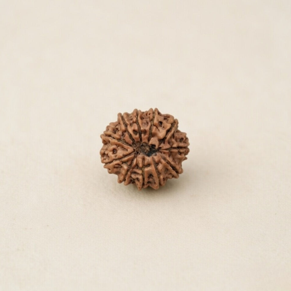 Mahakal Siddh Nepal Origin 11 Mukhi Rudraksha