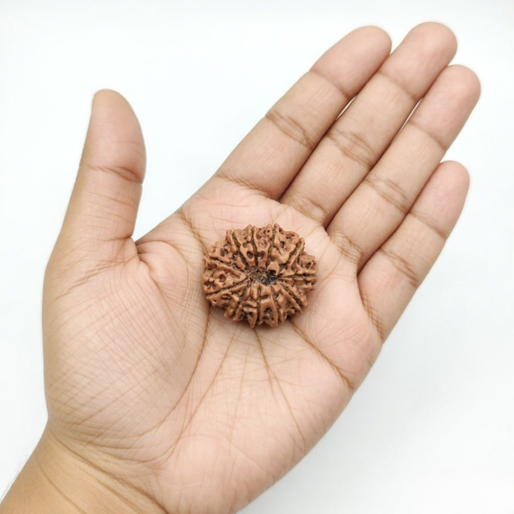 Mahakal Siddh Nepal Origin 11 Mukhi Rudraksha