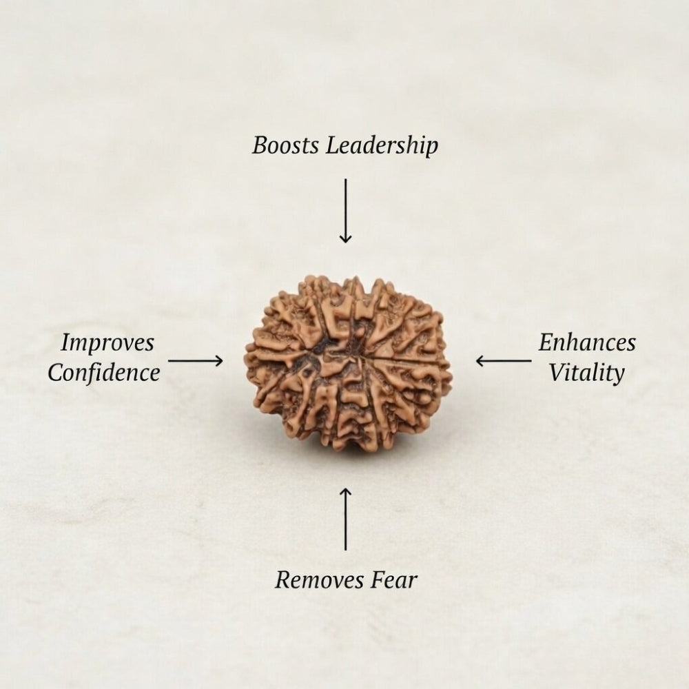 Mahakal Siddh Nepal Origin 12 Mukhi Rudraksha