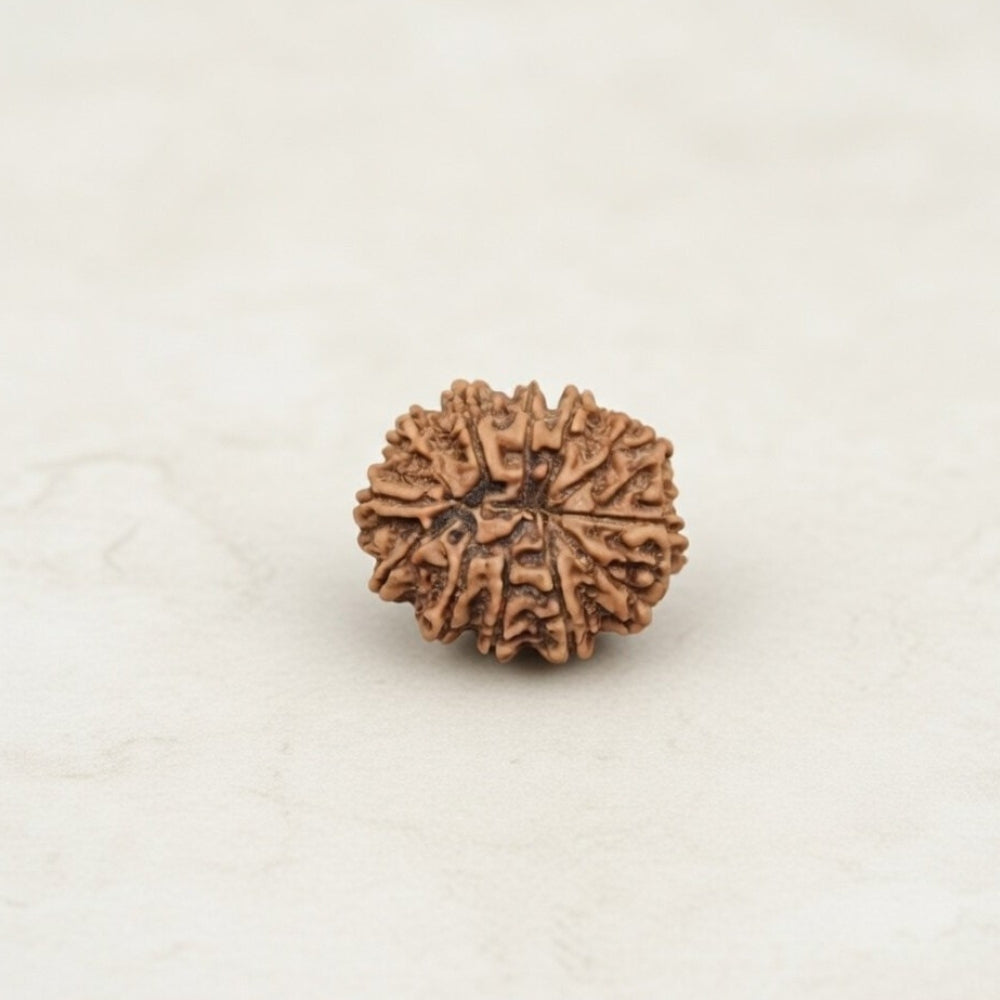 Mahakal Siddh Nepal Origin 12 Mukhi Rudraksha
