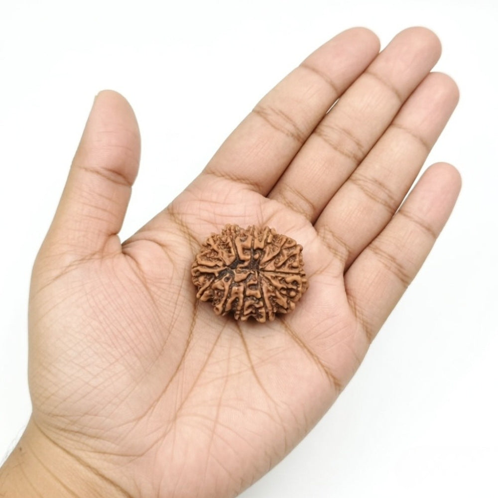 Mahakal Siddh Nepal Origin 12 Mukhi Rudraksha