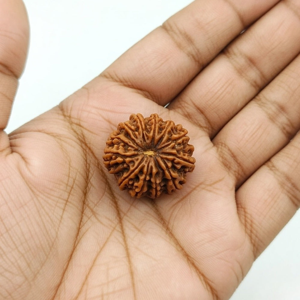 Mahakal Siddh Nepal Origin 13 Mukhi Rudraksha