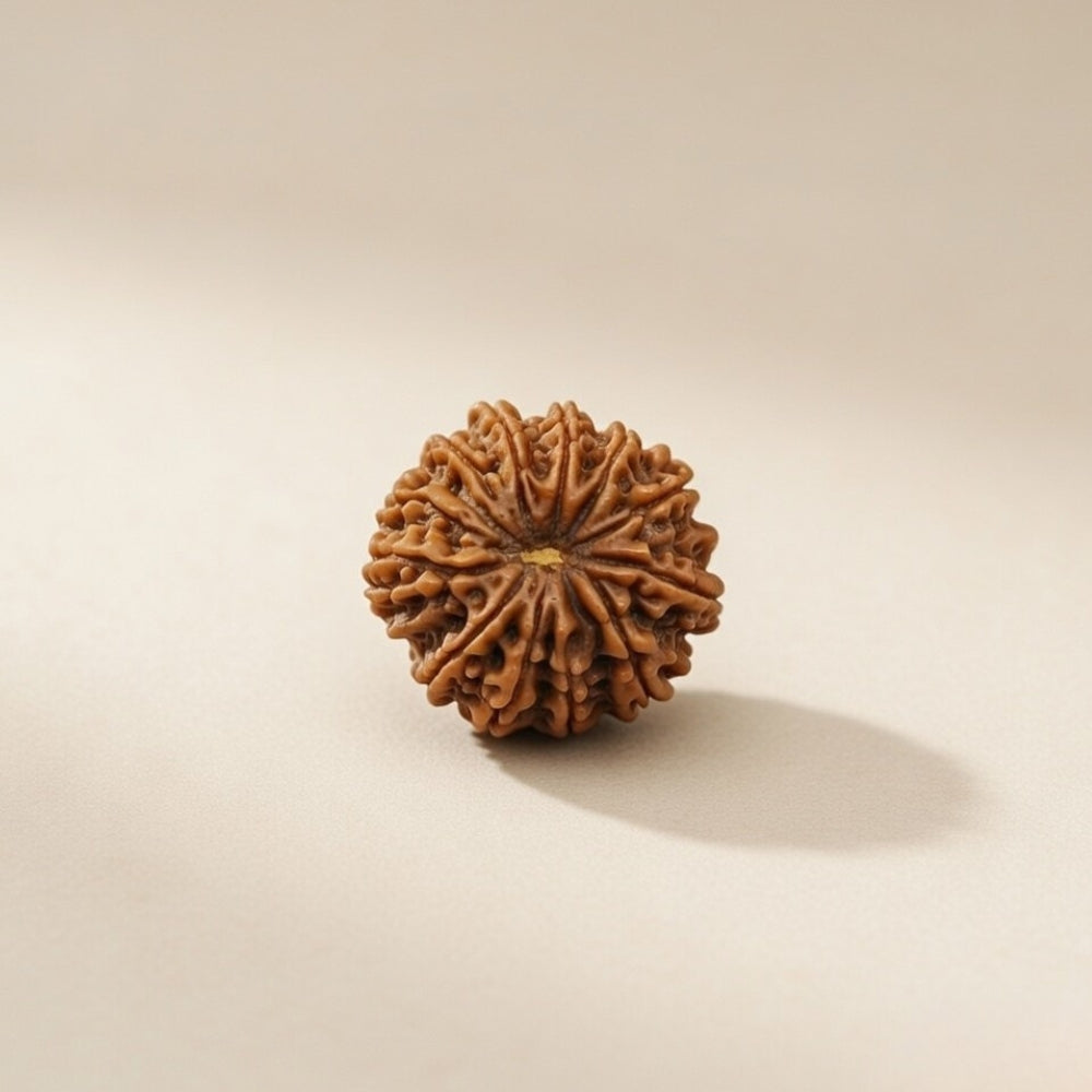 Mahakal Siddh Nepal Origin 13 Mukhi Rudraksha