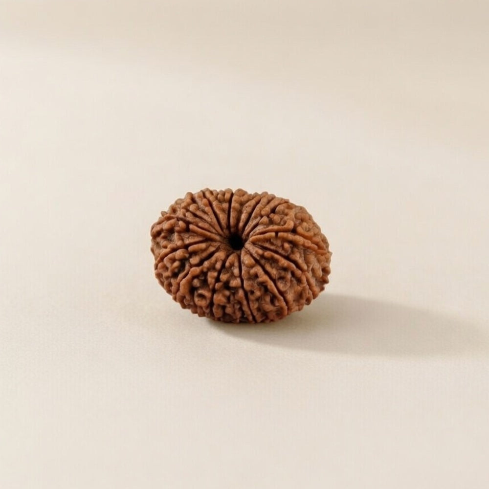 Mahakal Siddh Nepal Origin 14 Mukhi Rudraksha