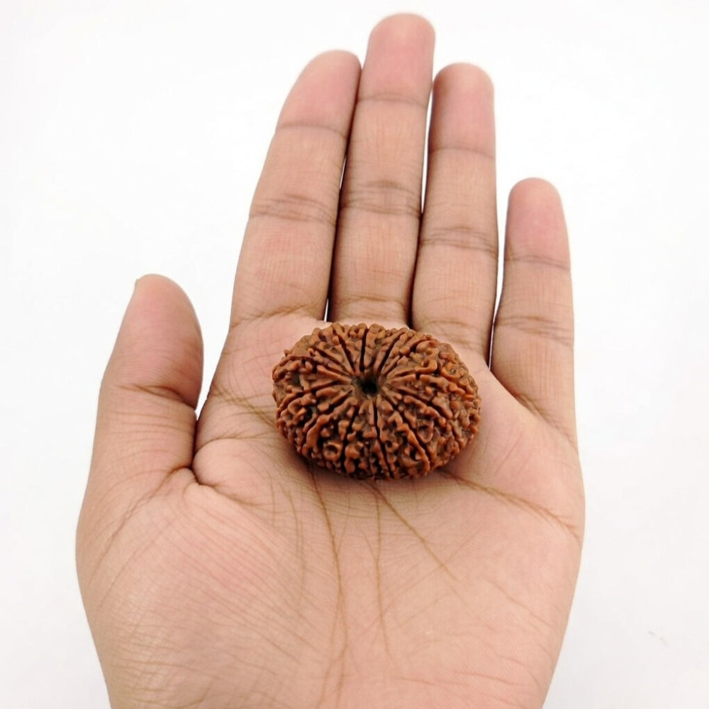 Mahakal Siddh Nepal Origin 14 Mukhi Rudraksha