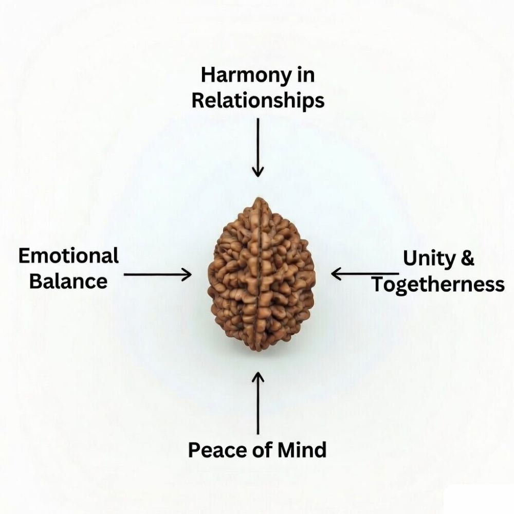 Mahakal Siddh Nepal Origin 2 Mukhi Rudraksha