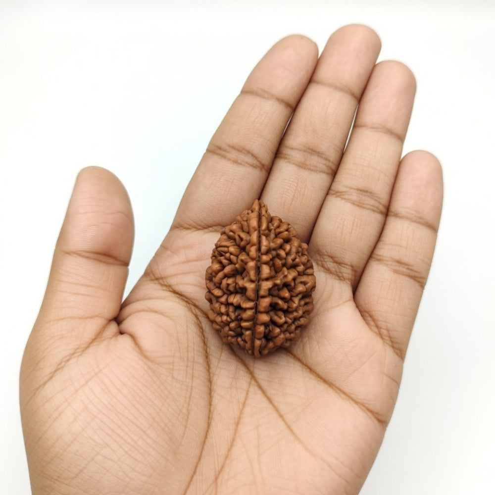 Mahakal Siddh Nepal Origin 2 Mukhi Rudraksha