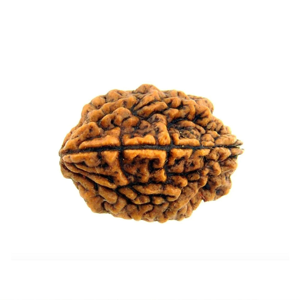 Mahakal Siddh Nepal Origin 2 Mukhi Rudraksha