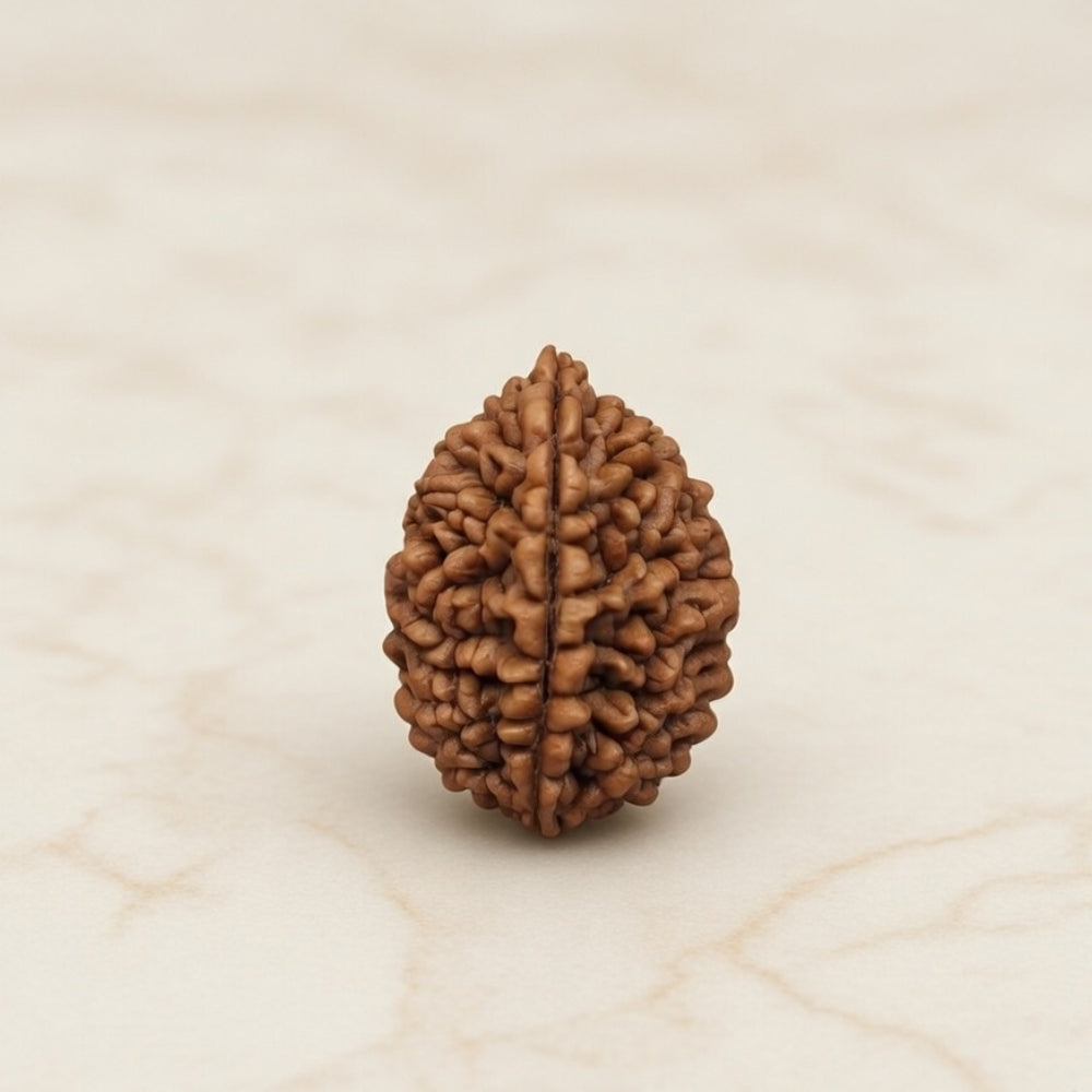 Mahakal Siddh Nepal Origin 2 Mukhi Rudraksha