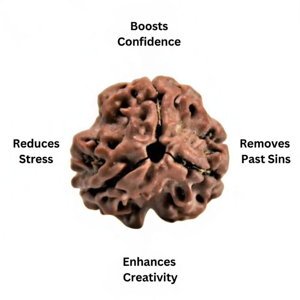Mahakal Siddh Nepal Origin 3 Mukhi Rudraksha