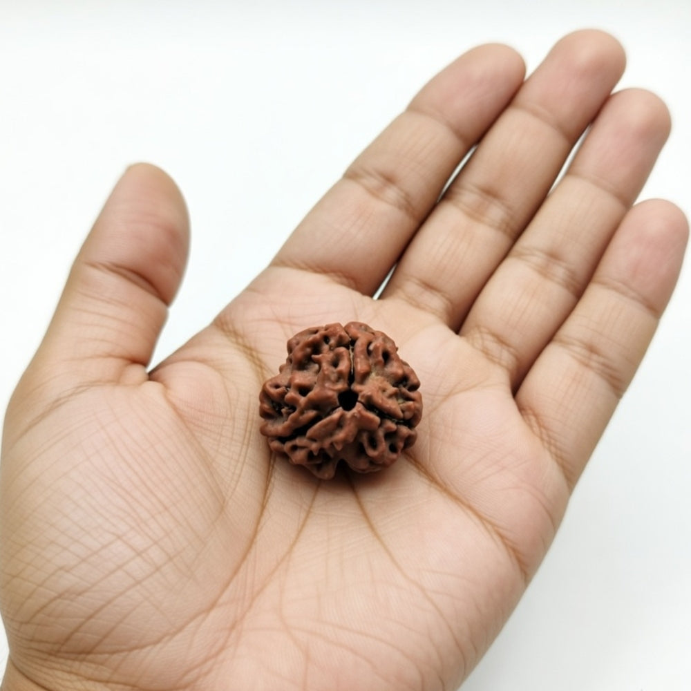 Mahakal Siddh Nepal Origin 3 Mukhi Rudraksha