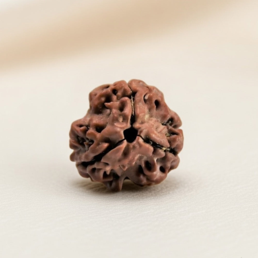 Mahakal Siddh Nepal Origin 3 Mukhi Rudraksha
