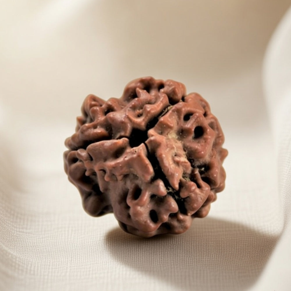 Mahakal Siddh Nepal Origin 3 Mukhi Rudraksha