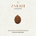 Mahakal Siddh Nepal Origin 2 Mukhi Rudraksha