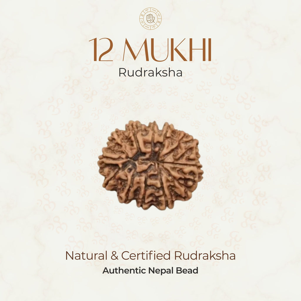 Mahakal Siddh Nepal Origin 12 Mukhi Rudraksha
