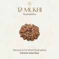 Mahakal Siddh Nepal Origin 12 Mukhi Rudraksha