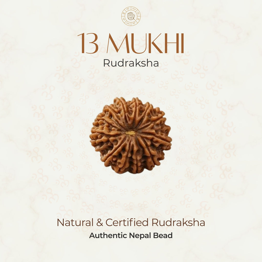 Mahakal Siddh Nepal Origin 13 Mukhi Rudraksha