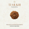 Mahakal Siddh Nepal Origin 13 Mukhi Rudraksha