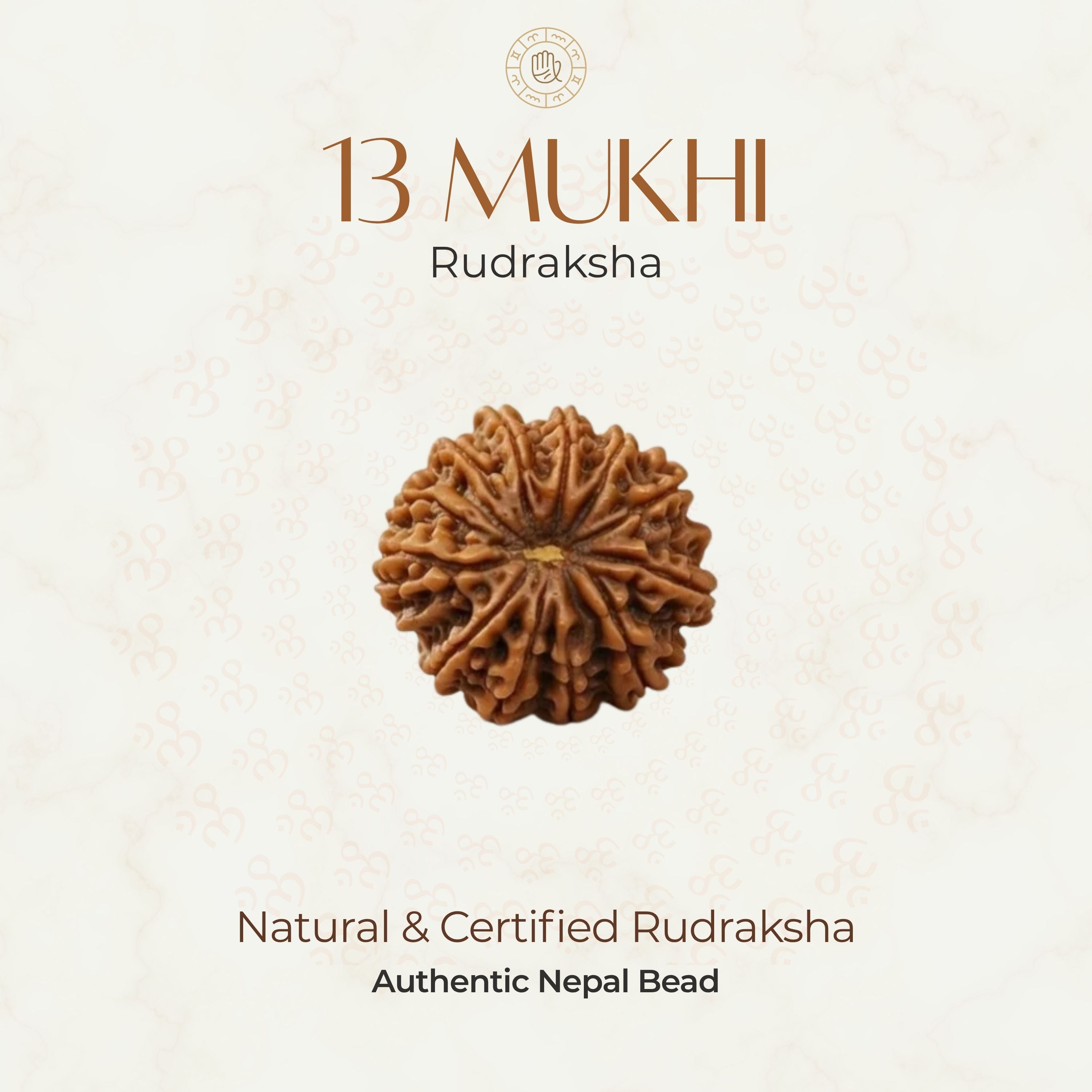 Mahakal Siddh Nepal Origin 13 Mukhi Rudraksha