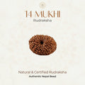 Mahakal Siddh Nepal Origin 14 Mukhi Rudraksha