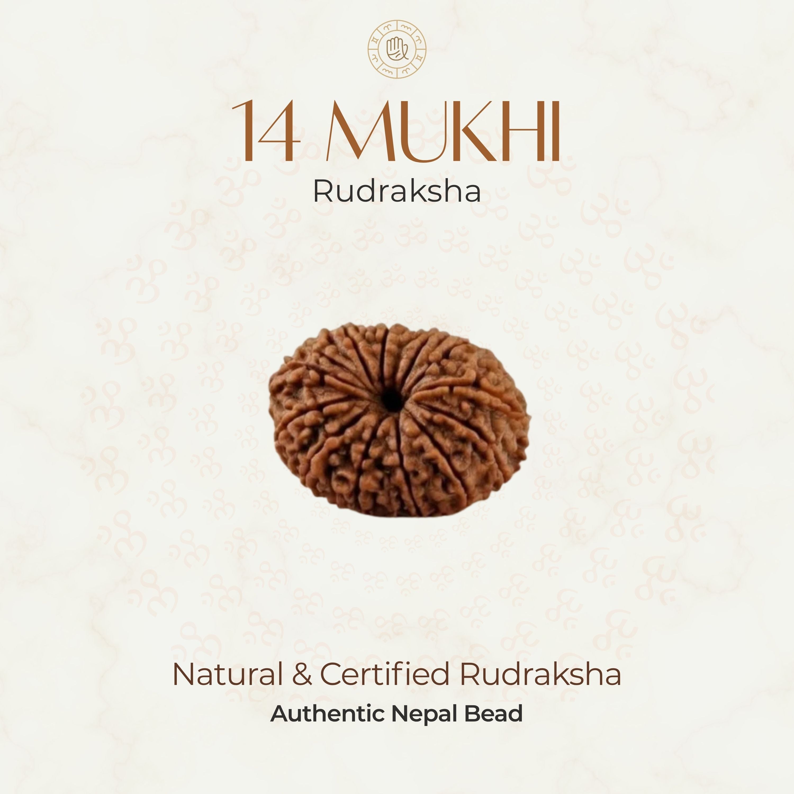 Mahakal Siddh Nepal Origin 14 Mukhi Rudraksha