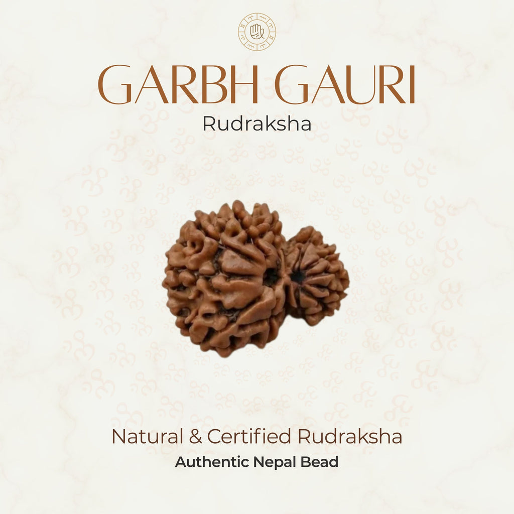 Mahakal Siddh Nepal Origin Garbh Gauri Rudraksha