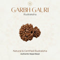 Mahakal Siddh Nepal Origin Garbh Gauri Rudraksha