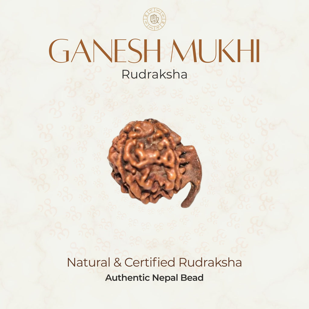 Mahakal Siddh Nepal Origin Ganesh Mukhi Rudraksha