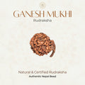 Mahakal Siddh Nepal Origin Ganesh Mukhi Rudraksha