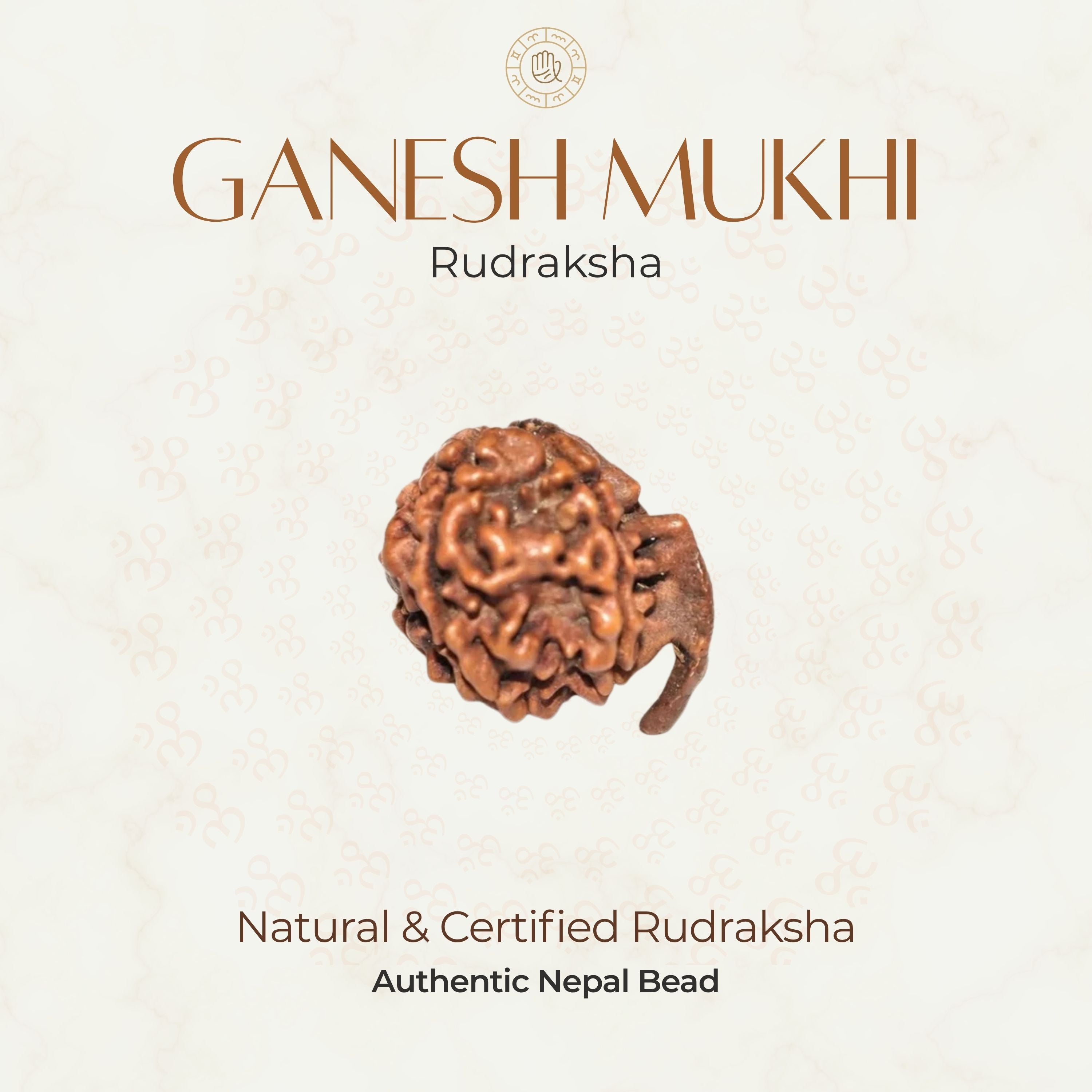 Mahakal Siddh Nepal Origin Ganesh Mukhi Rudraksha