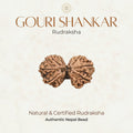 Mahakal Siddh Nepal Origin Gouri Shankar Rudraksha