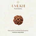 Mahakal Siddh Nepal Origin 4 Mukhi Rudraksha