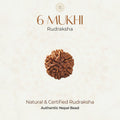 Mahakal Siddh Nepal Origin 6 Mukhi Rudraksha