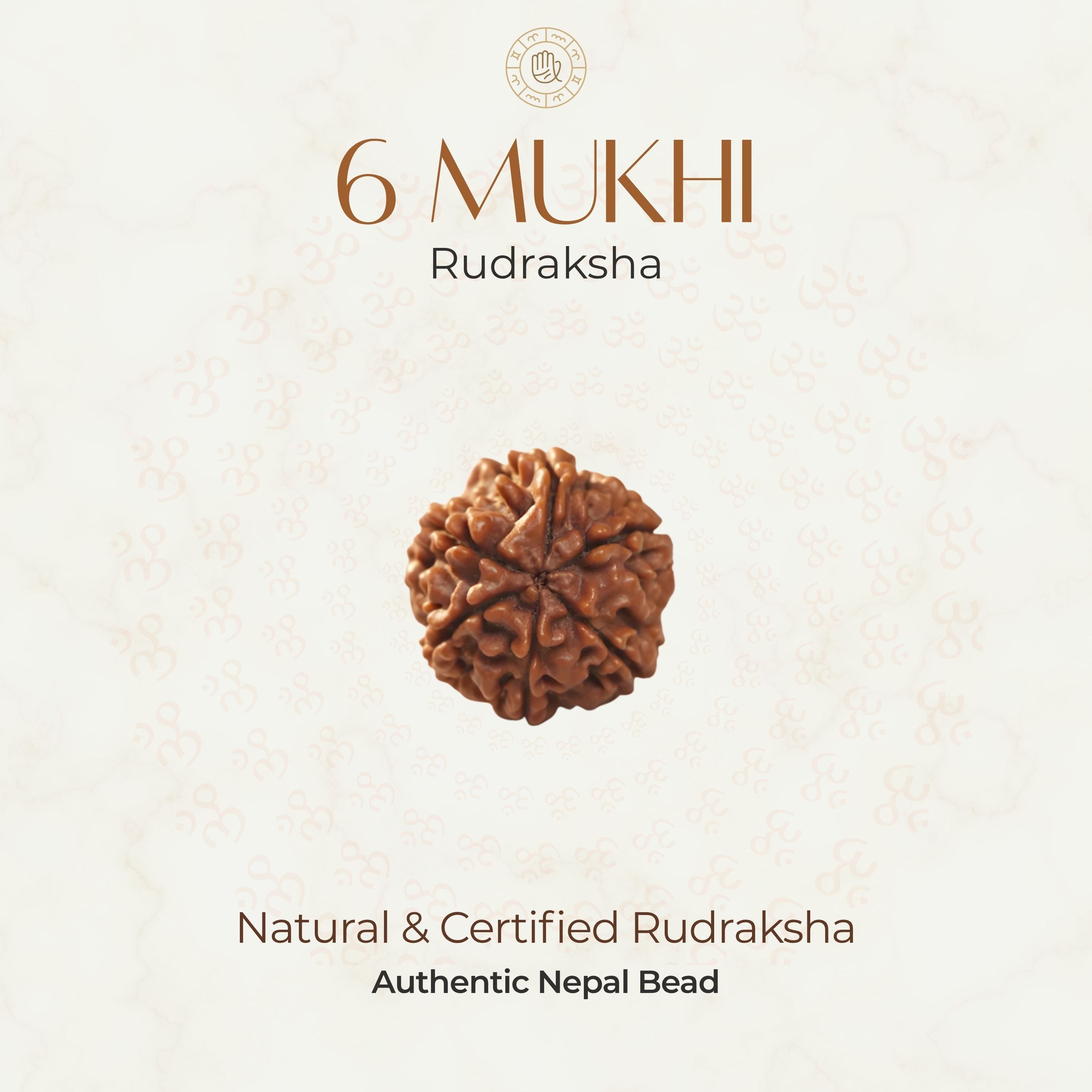 Mahakal Siddh Nepal Origin 6 Mukhi Rudraksha