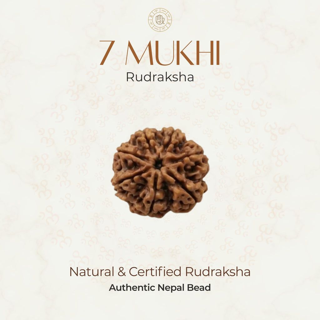 Mahakal Siddh Nepal Origin 7 Mukhi Rudraksha