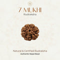 Mahakal Siddh Nepal Origin 7 Mukhi Rudraksha