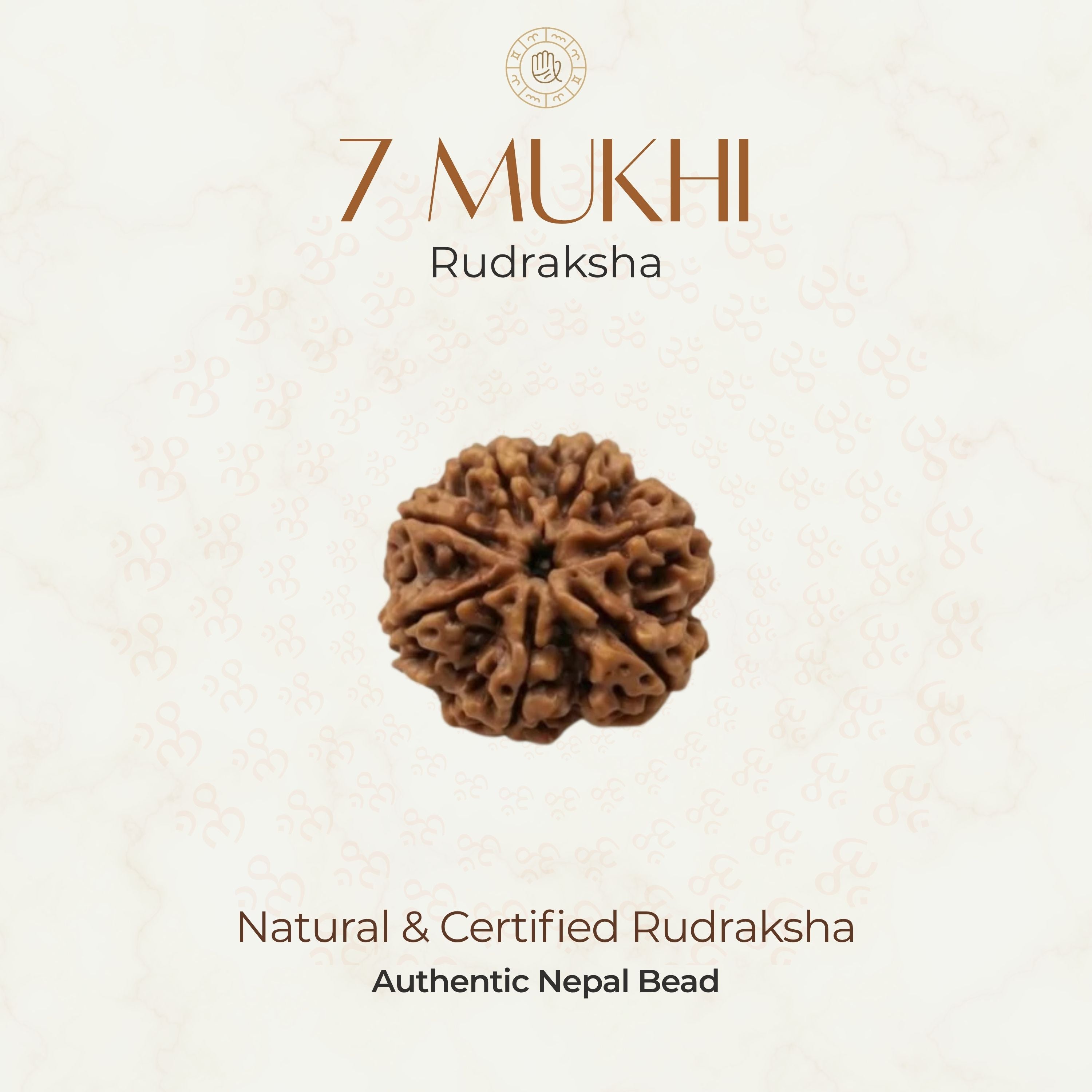 Mahakal Siddh Nepal Origin 7 Mukhi Rudraksha