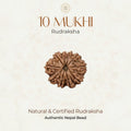 Mahakal Siddh Nepal Origin 10 Mukhi Rudraksha