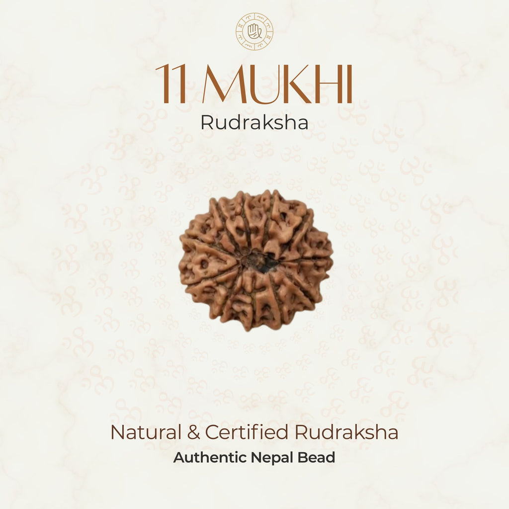 Mahakal Siddh Nepal Origin 11 Mukhi Rudraksha