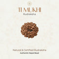 Mahakal Siddh Nepal Origin 11 Mukhi Rudraksha