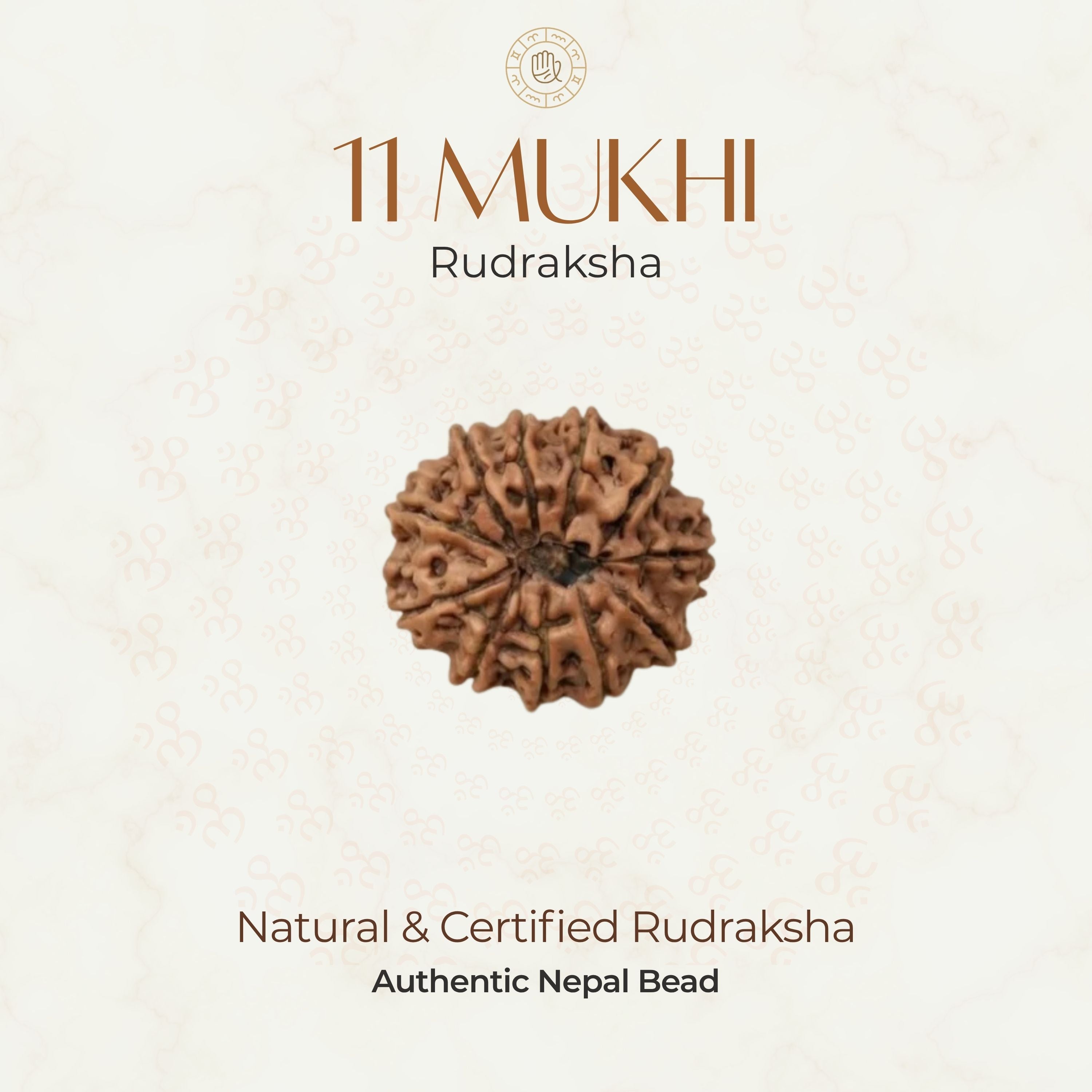 Mahakal Siddh Nepal Origin 11 Mukhi Rudraksha