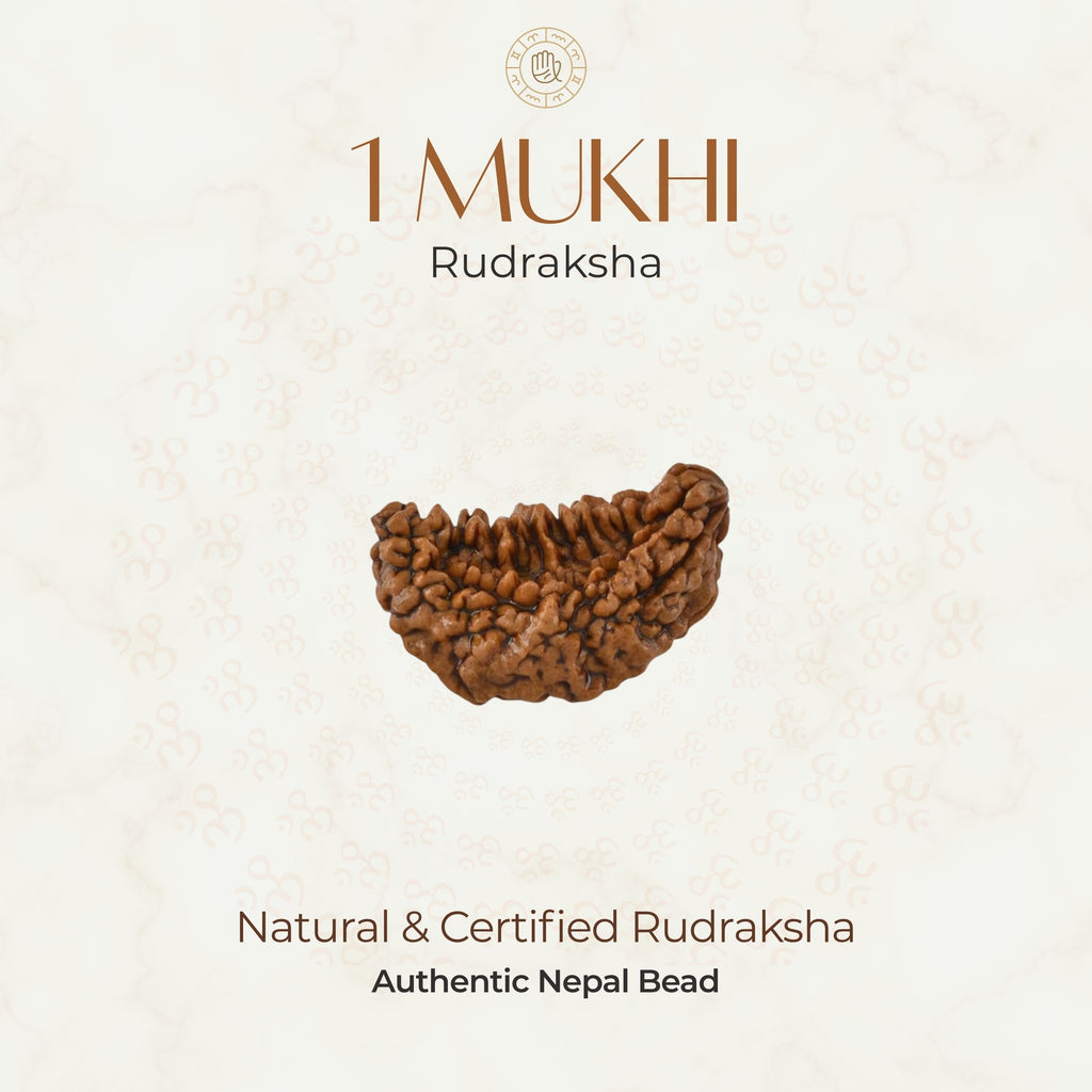 Mahakal Siddh Nepal Origin 1 Mukhi Rudraksha