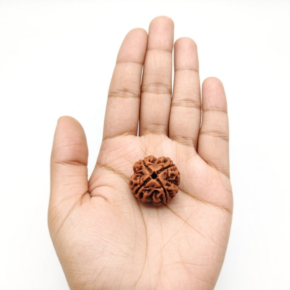 Mahakal Siddh Nepal Origin 4 Mukhi Rudraksha