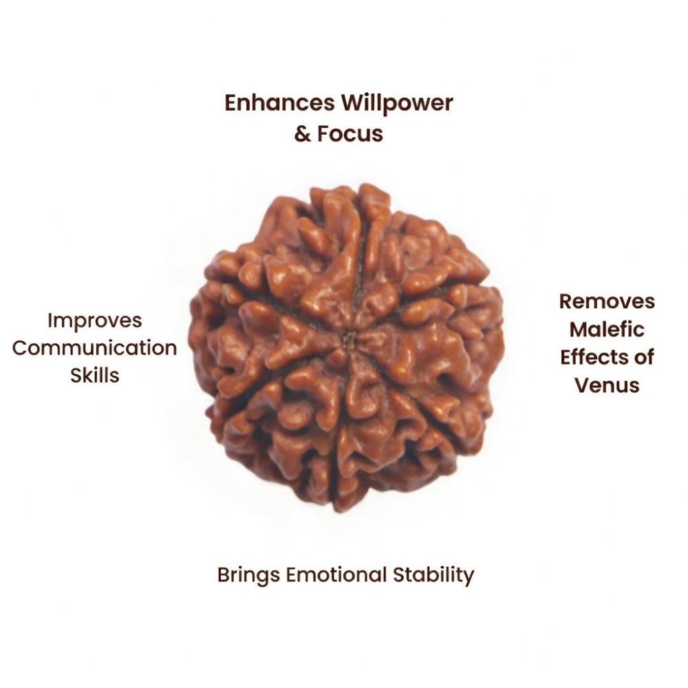 Mahakal Siddh Nepal Origin 6 Mukhi Rudraksha