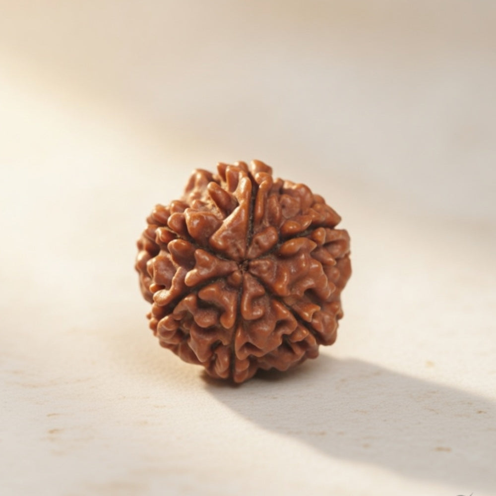 Mahakal Siddh Nepal Origin 6 Mukhi Rudraksha